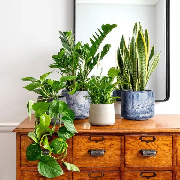 植物