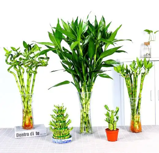 植物